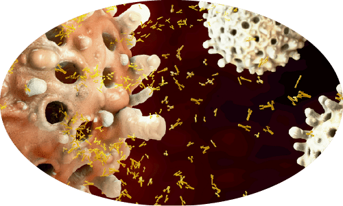 bcellantibodies