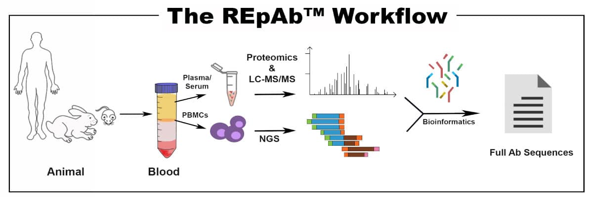 REpAb-New-Workflow