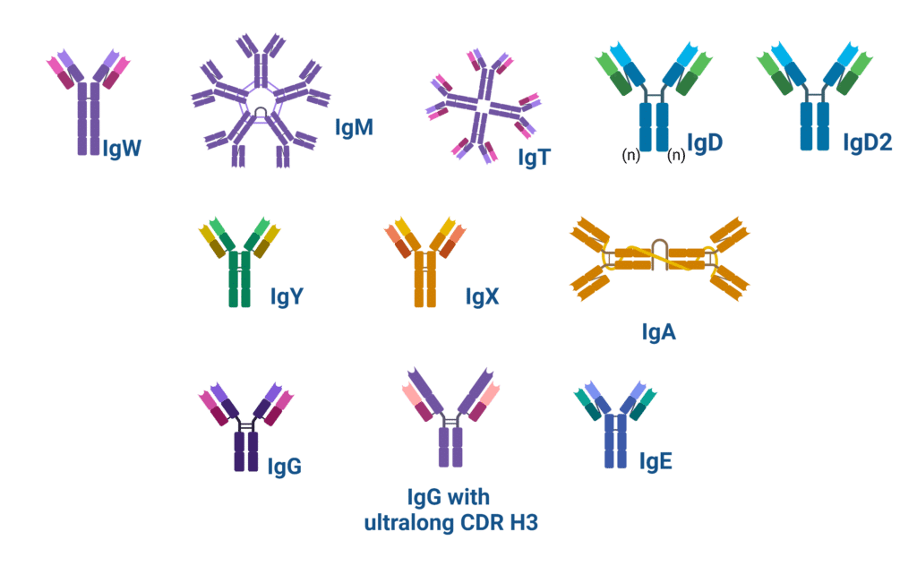 Types of Antibodies Rapid Novor