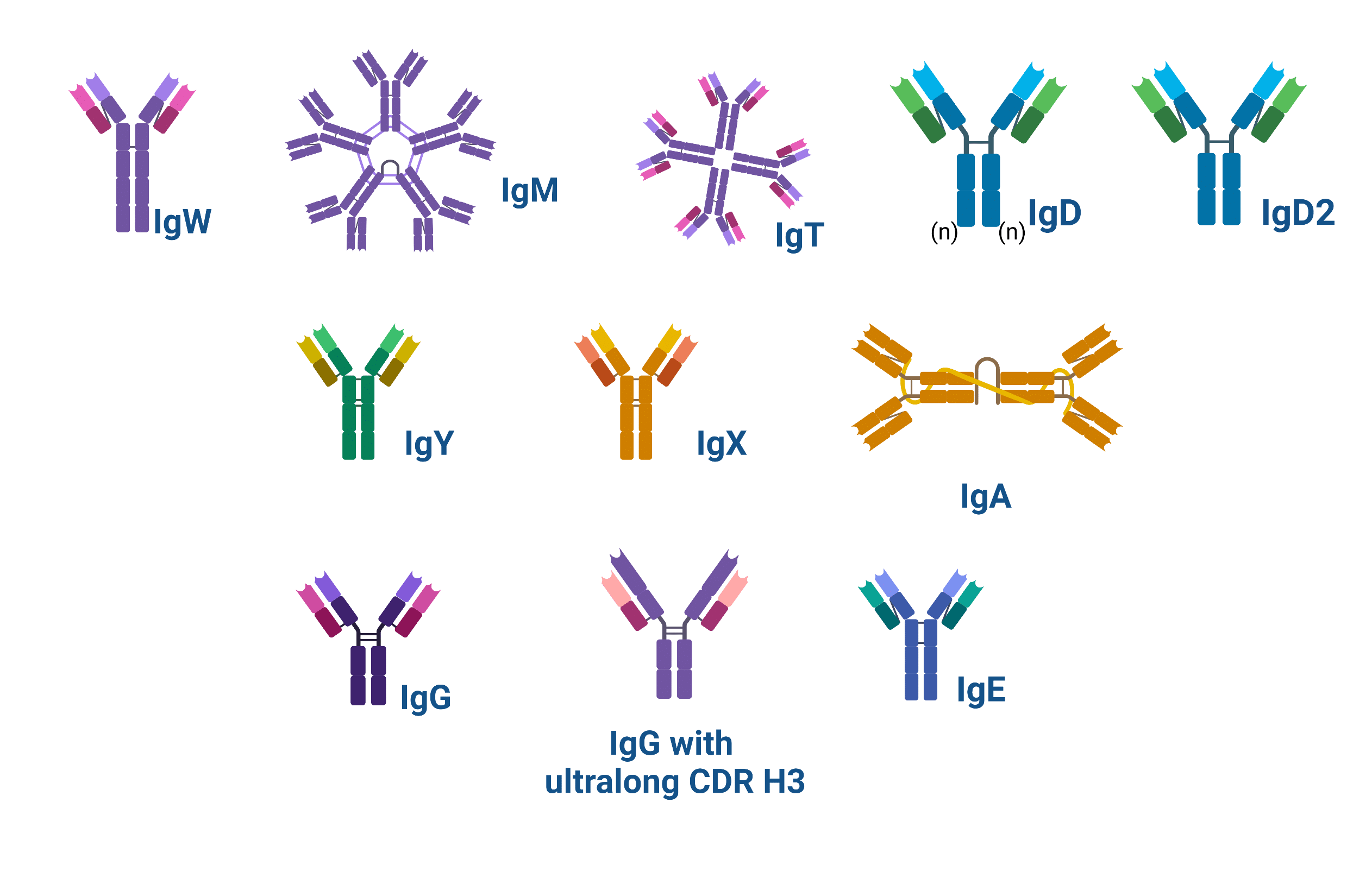 Schematic showing the structure of the types of antibodies found in nature