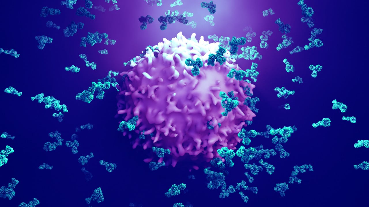 Antibodies attack a cancer cell or virus