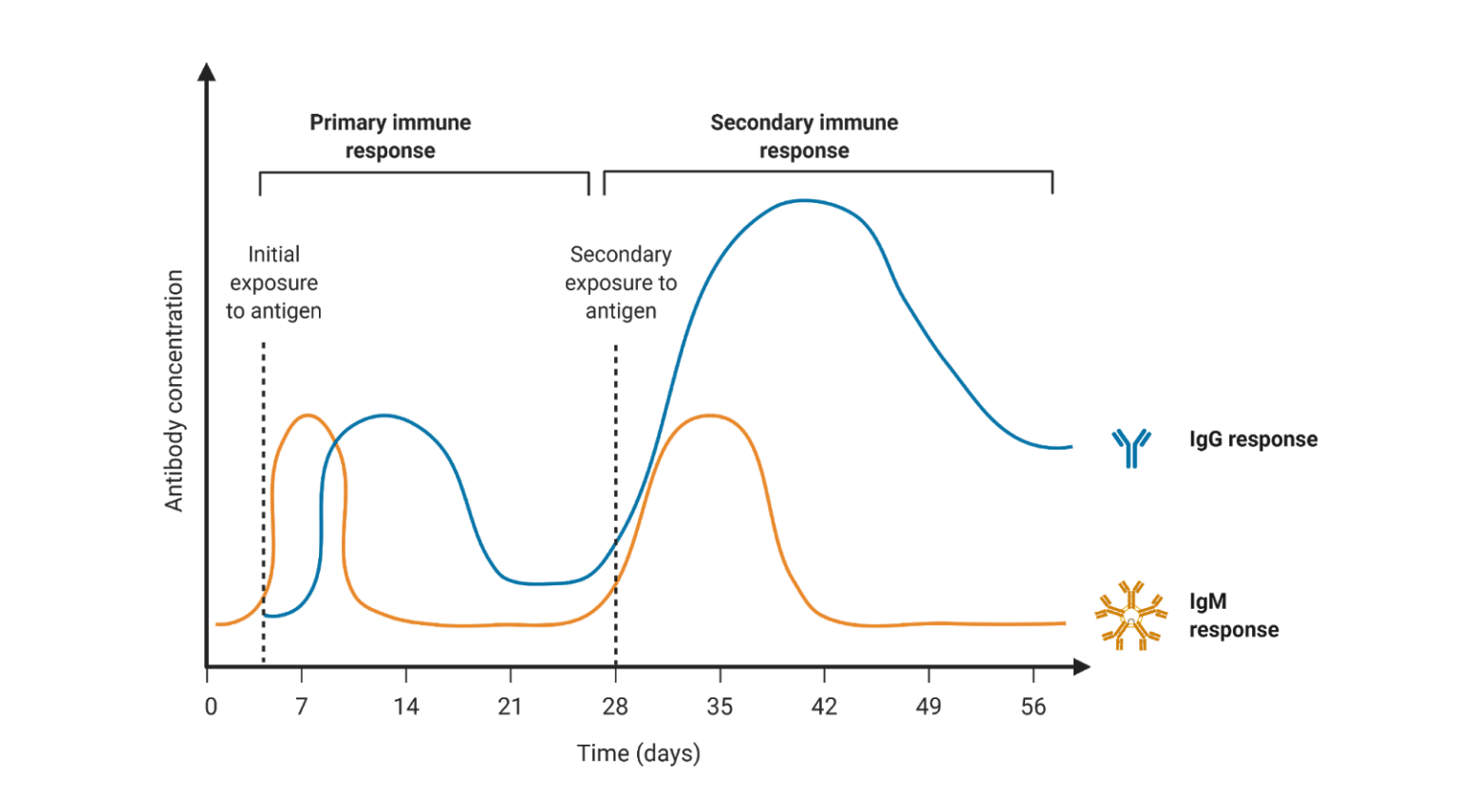 Types of Antibodies Rapid Novor
