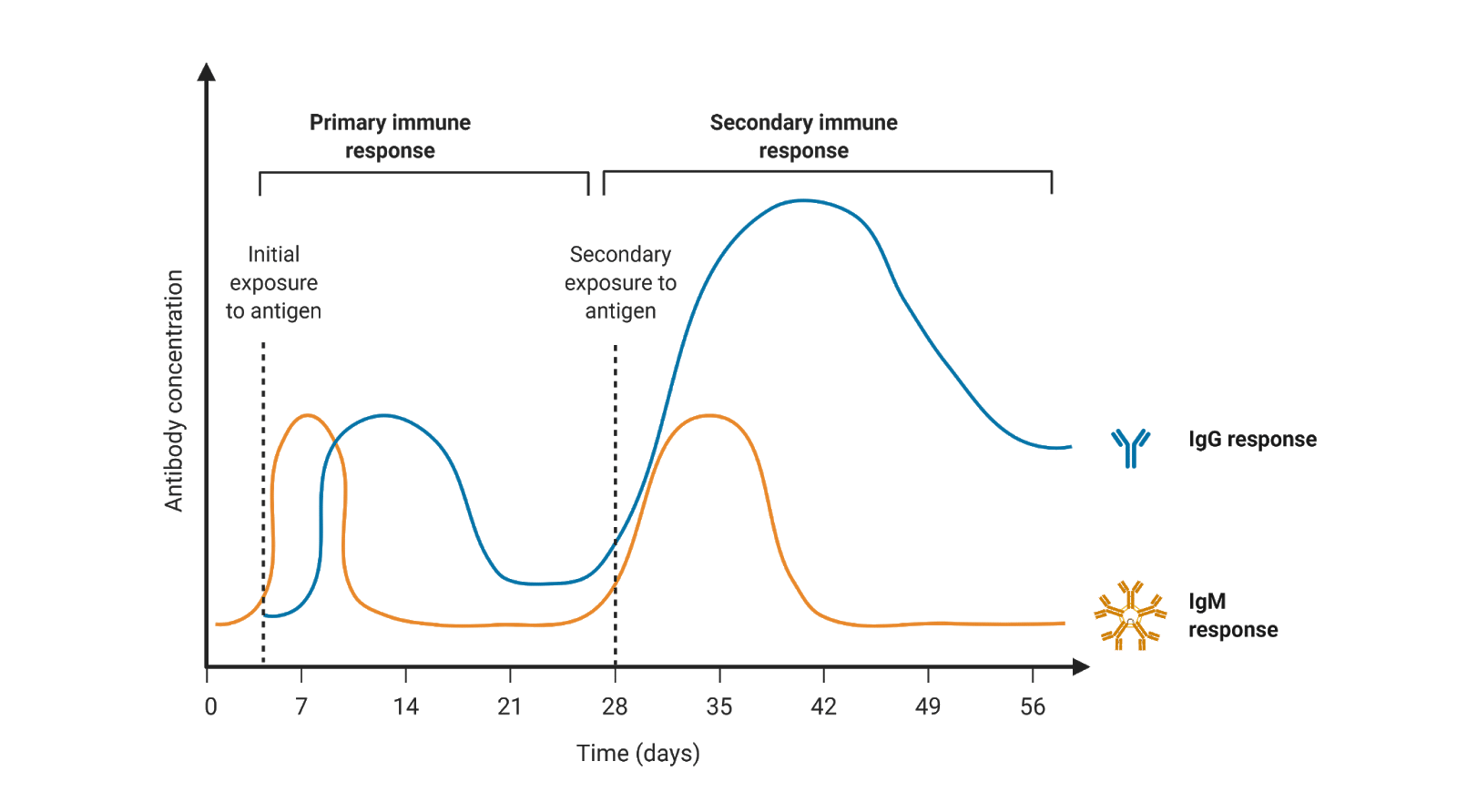 Concentration of immunoglobulins IgM and IgG in response to an antigen (pathogen or vaccine) across time