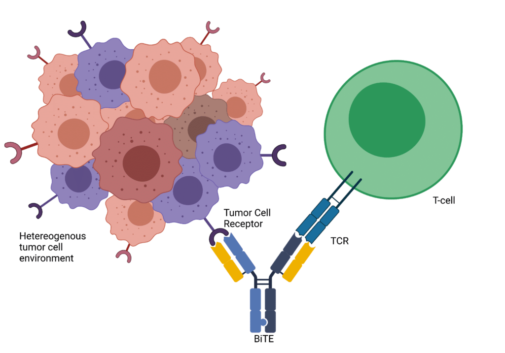 Bispecific Therapeutics Explained - Rapid Novor