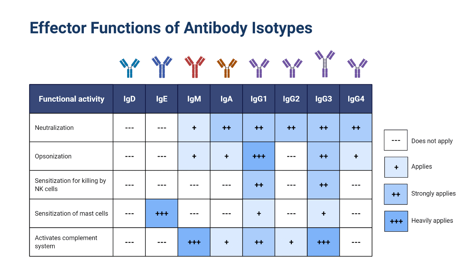 Effector functions of human antibody isotypes