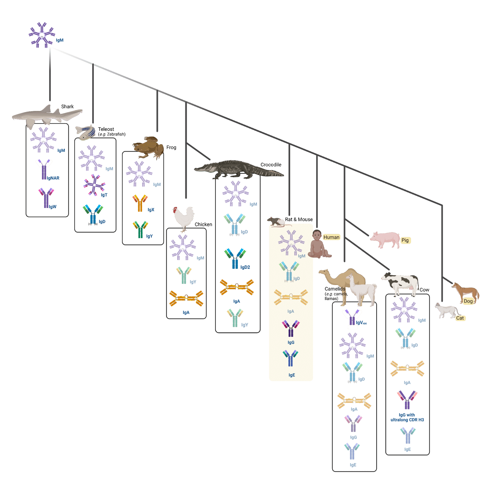 Infographic displaying a phylogenetic tree showing the natural evolution of immunoglobulins across different animals