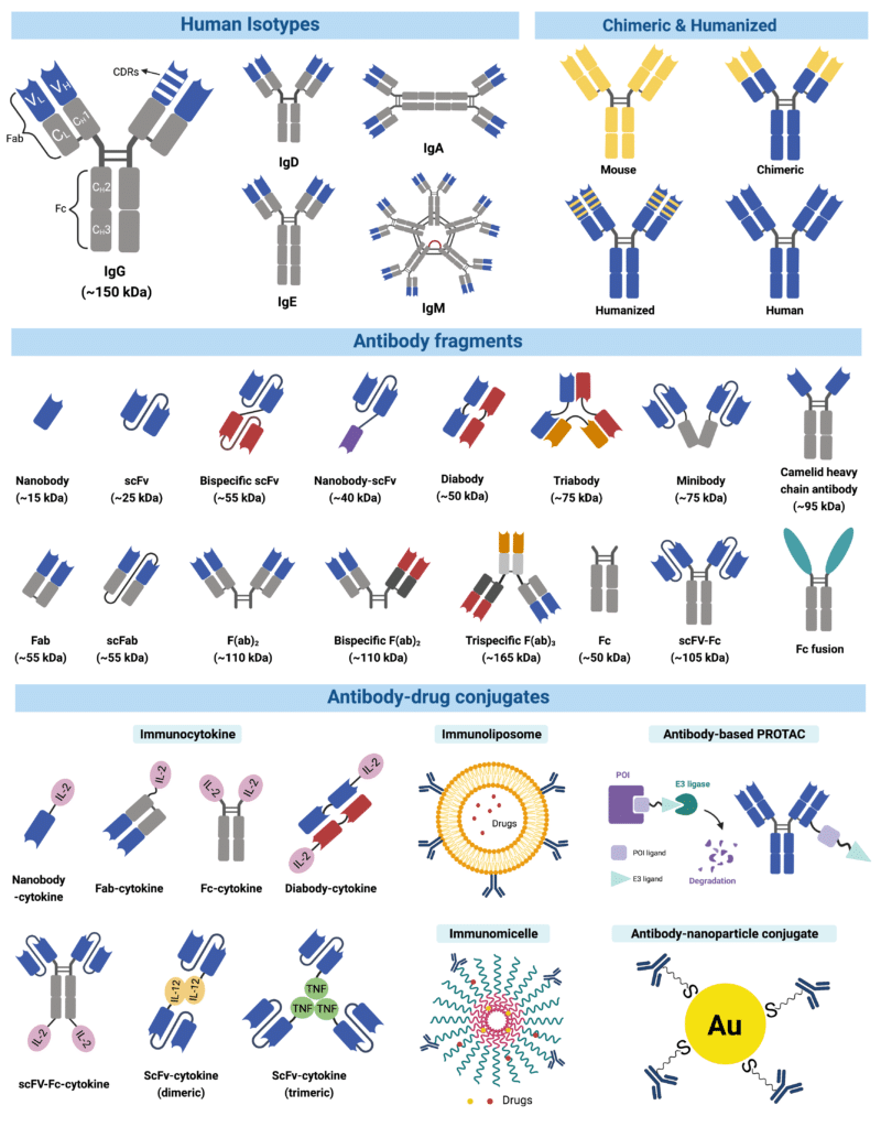 What are Monoclonal Antibodies? Rapid Novor