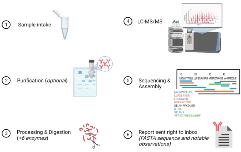 antibody sequencing workflow