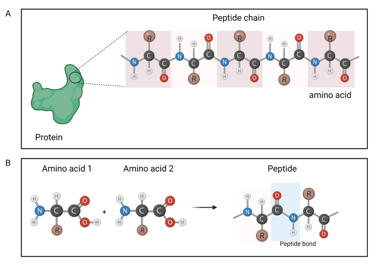What is the De Novo Amino Acid Sequencing Method? Rapid Novor