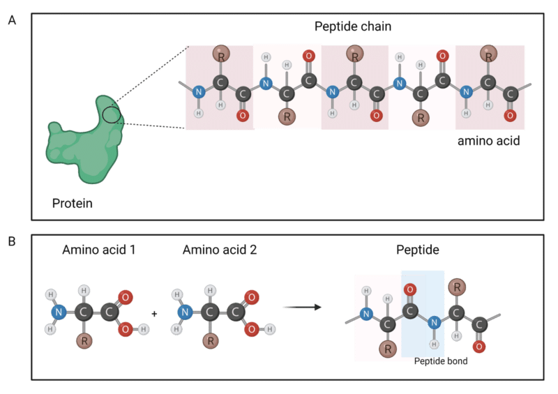 What is the De Novo Amino Acid Sequencing Method? Rapid Novor