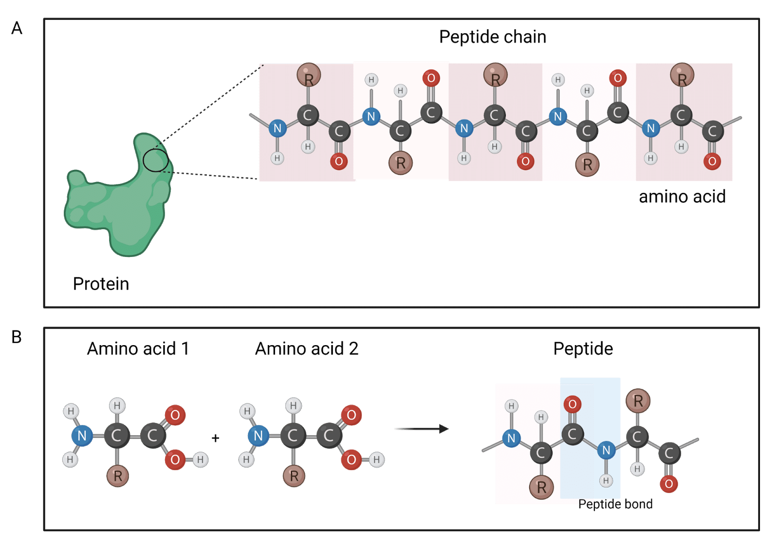 Illustration of protein building blocks. A protein is composed of peptide chains, each of which is made by a string of amino acids (A). Amino acids have an R group (carbon chain), and two functional groups: an amino group, and a carboxylic group. When two amino acids join together through a reaction between their carboxyl and amino groups, they form a peptide bond.