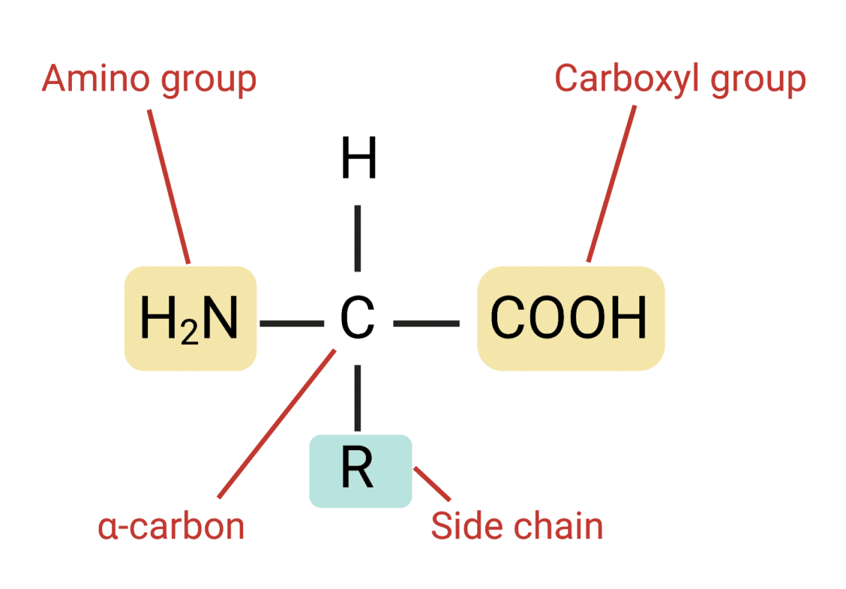 Which Component Makes Each Amino Acid Unique Structure of an Amino Acid - Rapid Novor