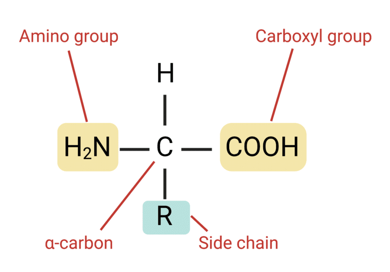 Structure of an Amino Acid - Rapid Novor