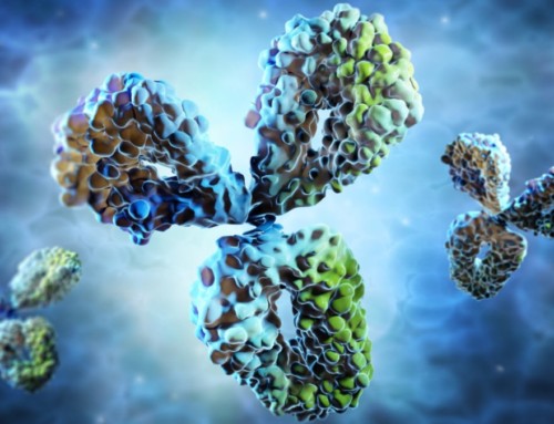 Antibody Affinity and Avidity – The Strength of a Single Interaction Versus a Multivalent Interaction