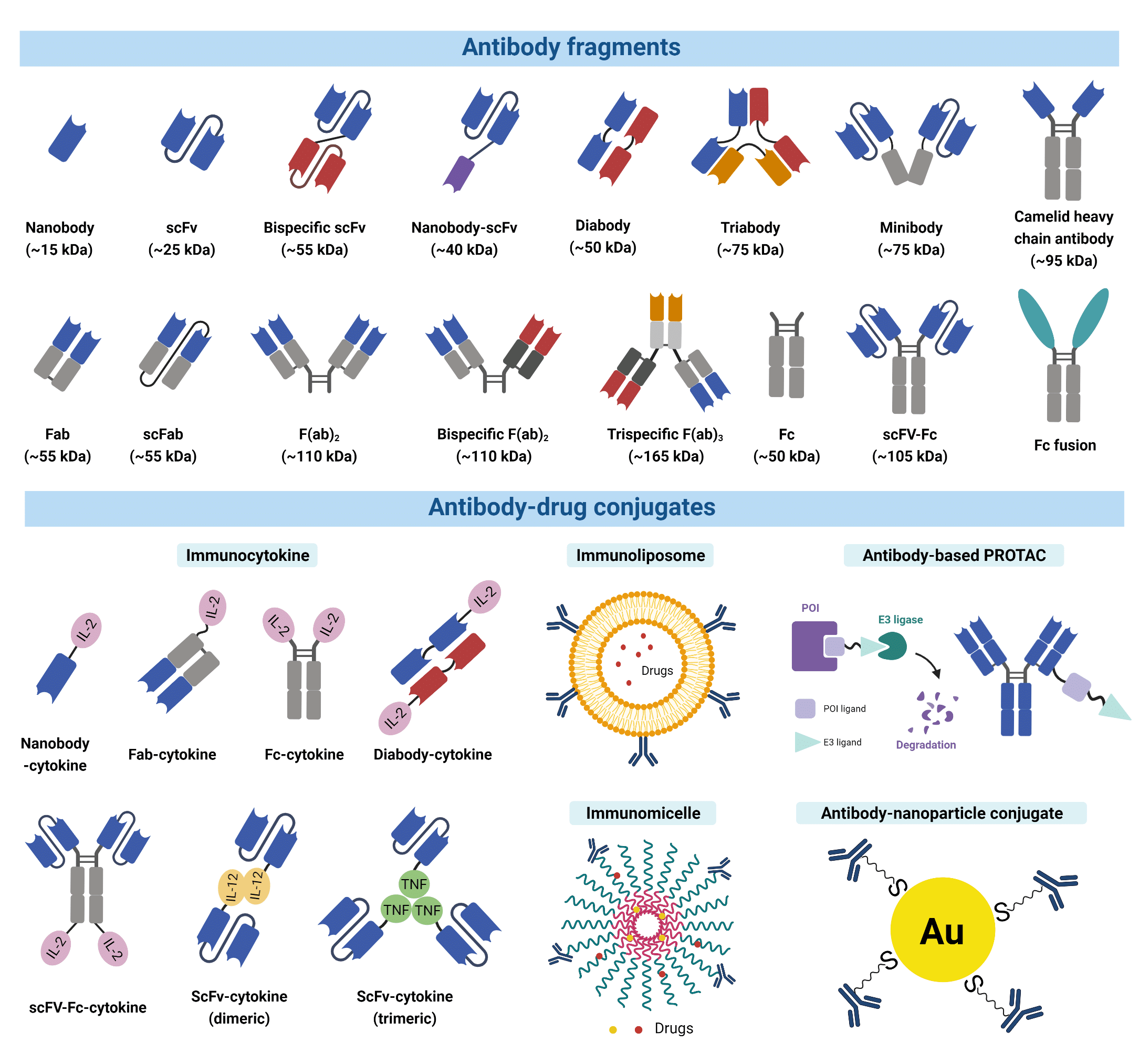 Enhanced Antibody Engineering for Development of Therapeutic Antibodies