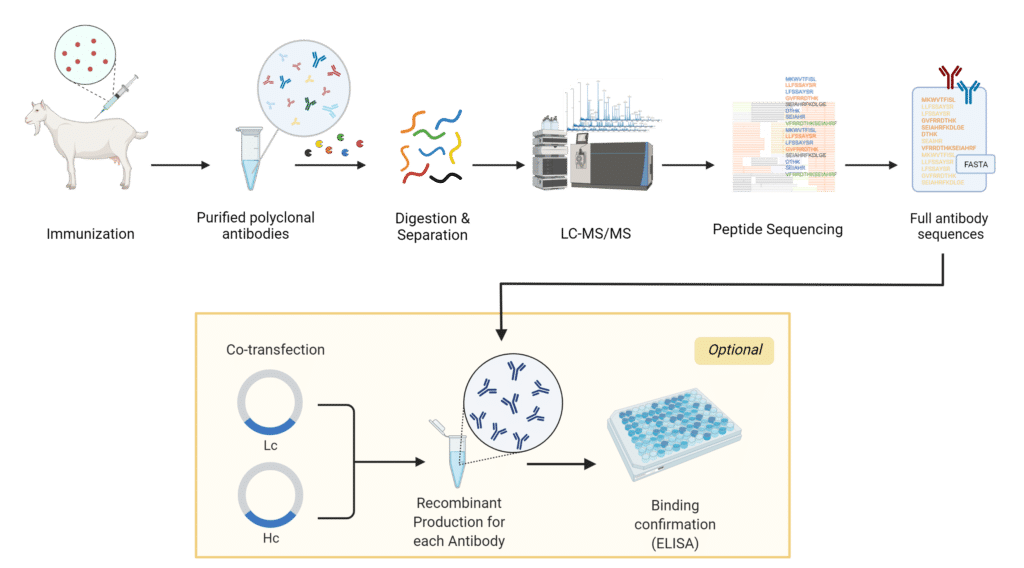 Scientific illustration outlining steps involved in the workflow of a proteomics-only sequencing platform for antibodies from goats