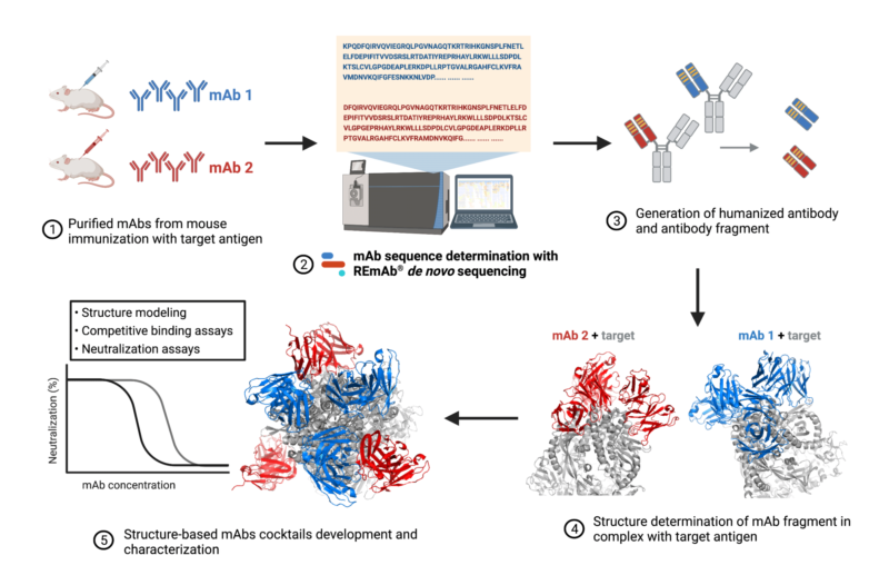 Broadly Neutralizing Antibody Cocktails Targeting Nipah Virus and