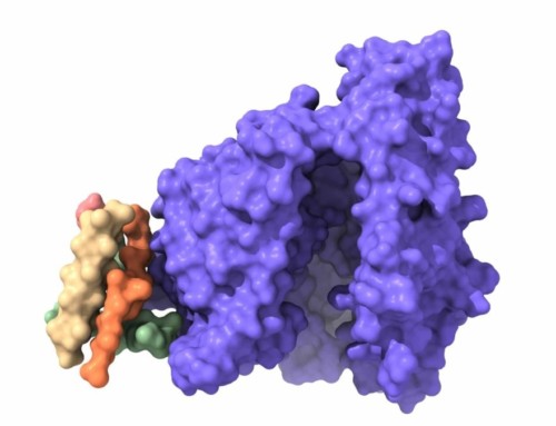 What is HDX-MS Epitope Mapping?