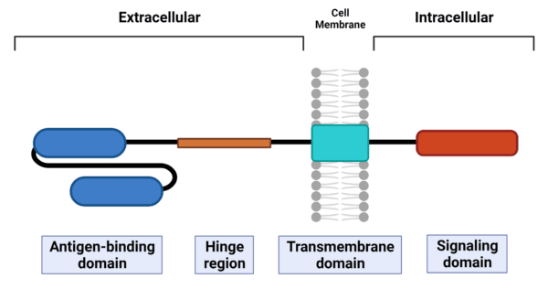 Diagram of the antigen-binding domain, hinge region, transmembrane domain and signaling domain of a chimeric antigen receptor.