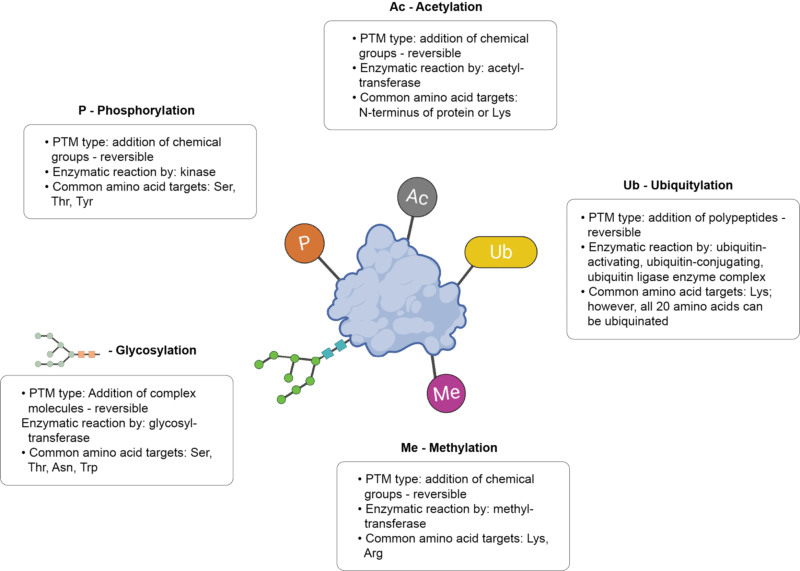 Protein diagram with the top five common post-translational modifications.