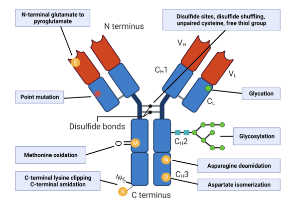 Antibody diagram showing locations of common post-translational modifications.