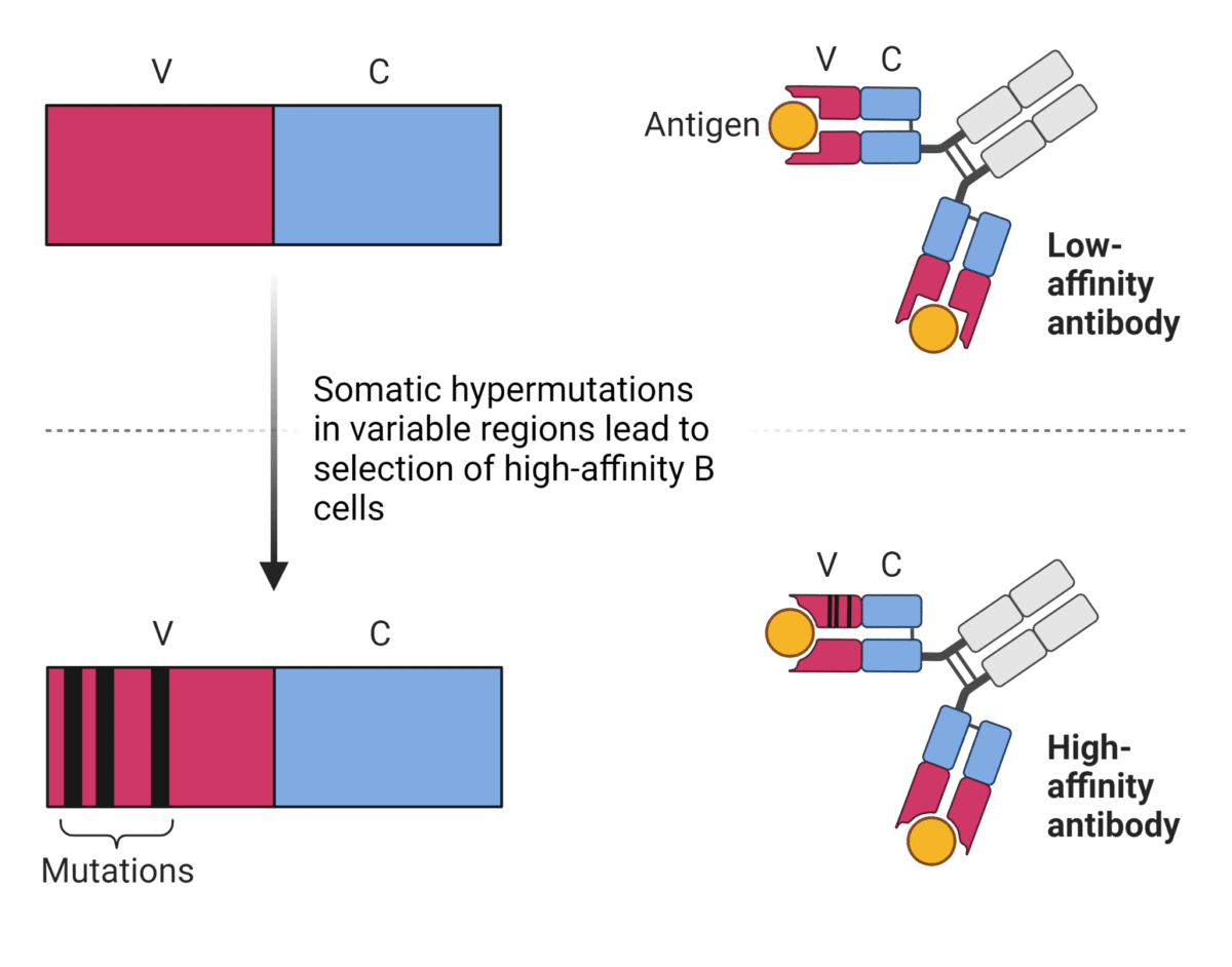 What Generates Antibody Diversity? Rapid Novor