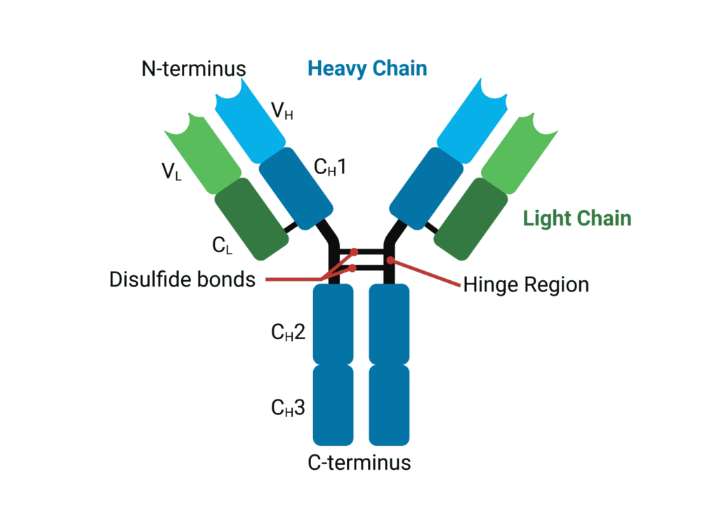 Structure and Function of Antibodies Rapid