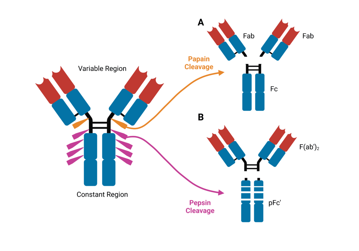 Structure and Function of Antibodies Rapid Novor