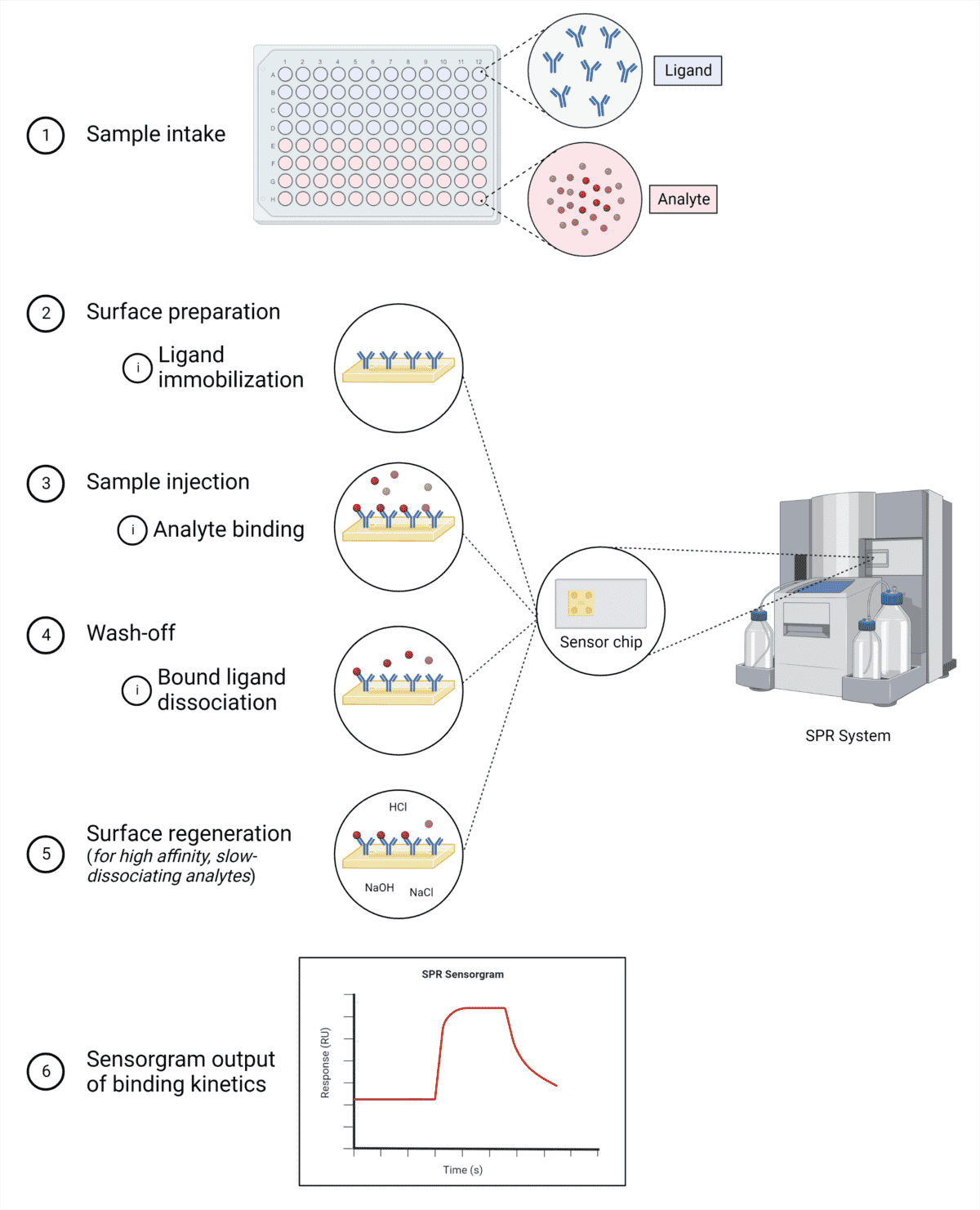 surface plasmon resonance workflow for spr based kinetics analysis