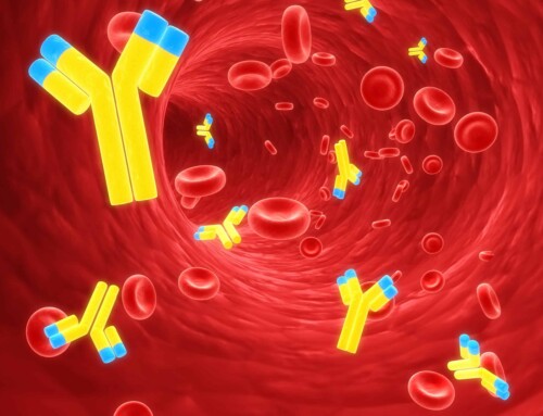 Affinity Maturation: How The Immune System Gets Smarter Over Time