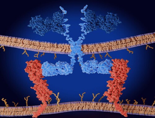 The Basics of Protein and Antibody Glycosylation