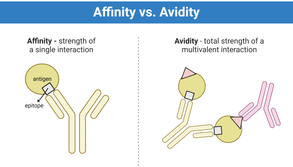 Antibody Affinity, Avidity Single vs Multivalent Interaction