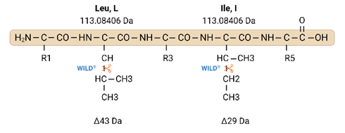 WILD Isoluecine-Leucine determination allows us to obtain 100% accurate protein sequence with highest industry coverage 