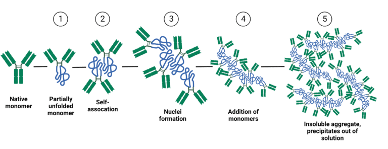 Graphical Abstract Examples Protein Aggregation Antibody Developability - Sequence & Structure Impacts Aggregation