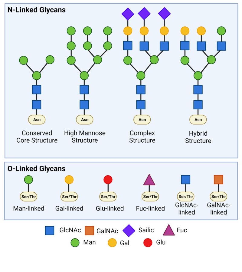 The basics of protein and antibody glycosylation rapid novor