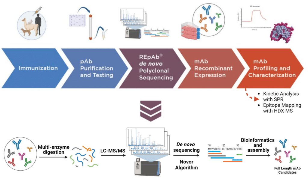 Figure 1. Antibody discovery and characterization pipeline