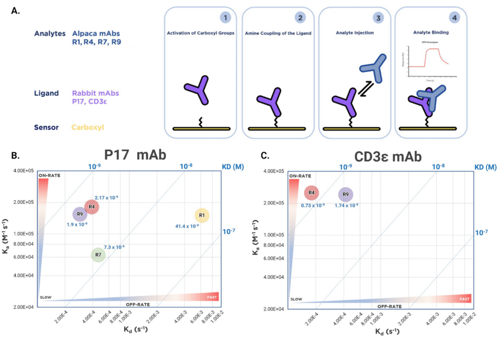 Figure 3. Kinetic analysis experimental set up and iso-affinity results of four recombinant alpaca mAbs. A. SPR experimental set-up for kinetic analysis. B. Comparative affinity analysis was performed to dissect individual contributions of each kinetic parameter for each alpaca mAb. Two-dimensional iso-affinity kinetic plot of rate constants (Kd and Ka) with blue diagonal lines depicting equilibrium binding constants based on rate constant ratios.