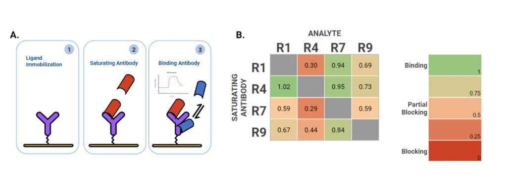 Figure 4. A. Experimental set-up for epitope binning. B. The epitope diversity on P17 was evaluated for R1, R4, R7 and R9 using a tandem binning approach. Each of the clones was injected at a saturating 100 nM concentration and used either as a saturating antibody or a binding antibody in a 4x4 binning format. 