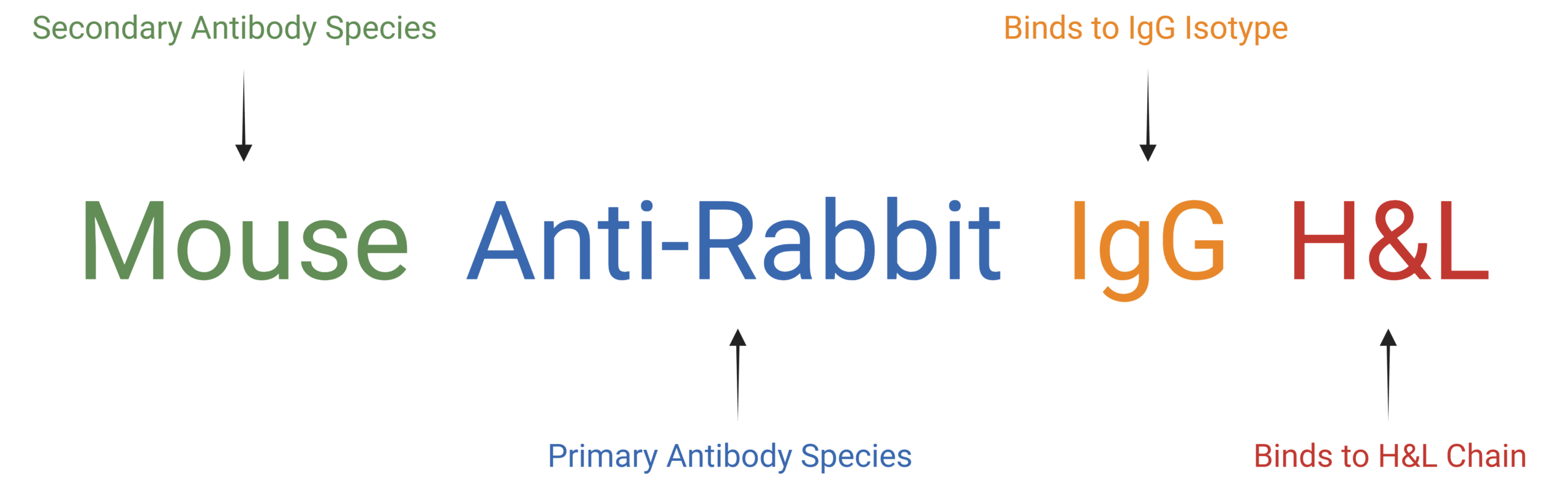 Flow Cytometry - Basics, Data Interpretation & Antibody Choice