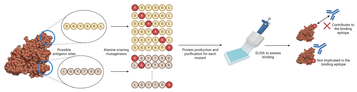 Workflow for epitope mapping using alanine scanning mutagenesis techniques
