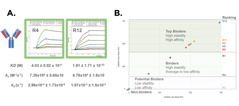 Figure 1. Kinetic analysis of human-derived mAbs from the plasma of a SARS-CoV-2-vaccinated patient. 