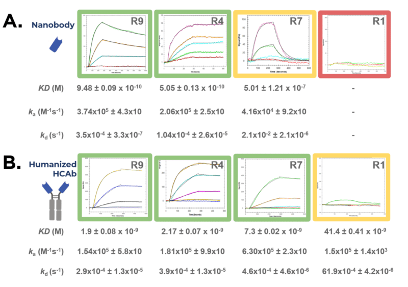 Figure 2. Kinetic analysis of nanobodies and humanized HCAb derived from alpaca immunoserum. 