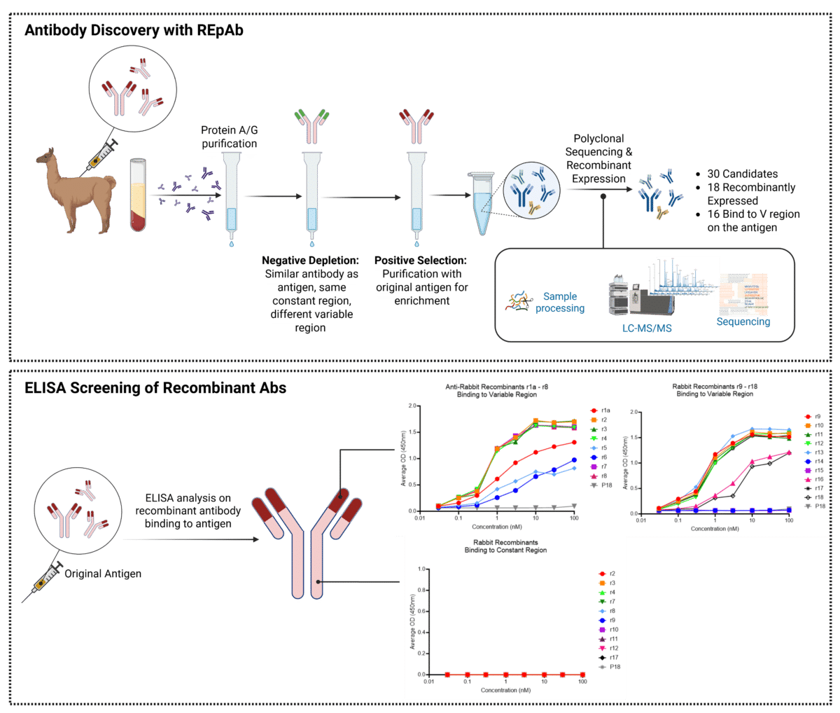 Figure 3. Alpaca case study for the discovery of anti-idiotypic antibodies using REpAb polyclonal antibody sequencing. Top: An alpaca was immunized with an IgG antigen, and immunoserum was collected, processed through negative depletion and positive enrichment to isolate functional idiotypic antibodies, then sequenced de novo using mass spectrometry. Bottom: 18 recombinant antibodies were expressed and tested via ELISA against the variable and constant regions of the original IgG antigen, confirming specific anti-idiotypic binders and the successful depletion of Fc and constant region binders from the sequencing pool.