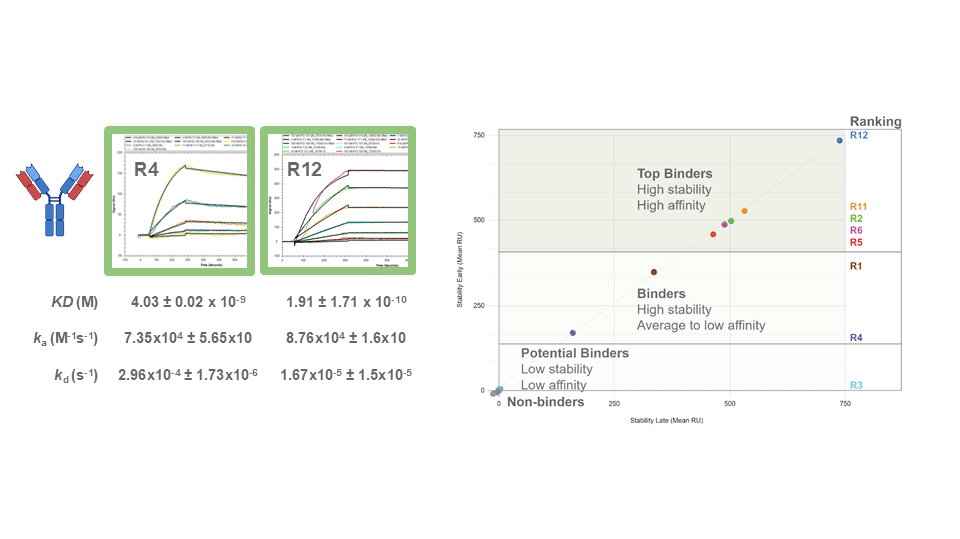 Figure 1. Kinetic analysis of human-derived mAbs from the plasma of a SARS-CoV-2-vaccinated patient.