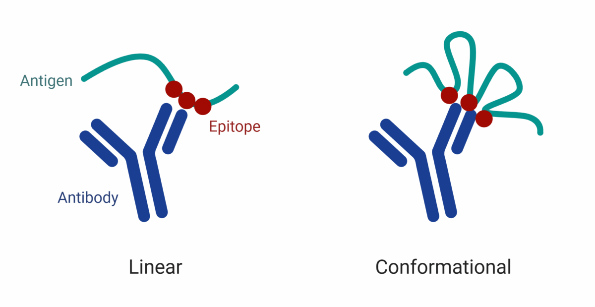 Epitope Mapping Strategies for Linear vs. Conformational Epitopes