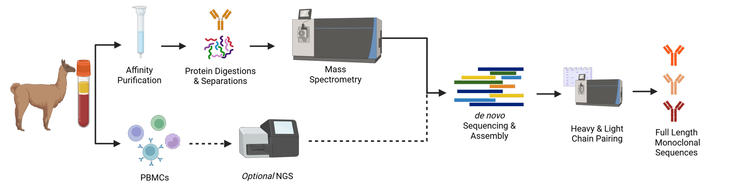 Alpaca REpAb – optional NGS