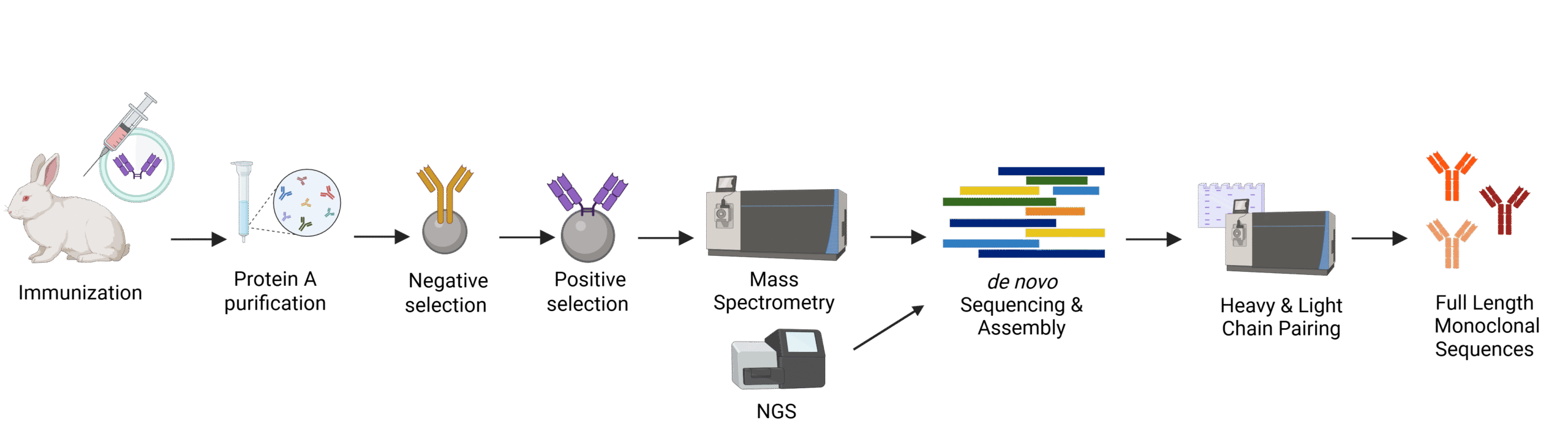 Anti-Idiotypic Workflow Rabbit REpAb