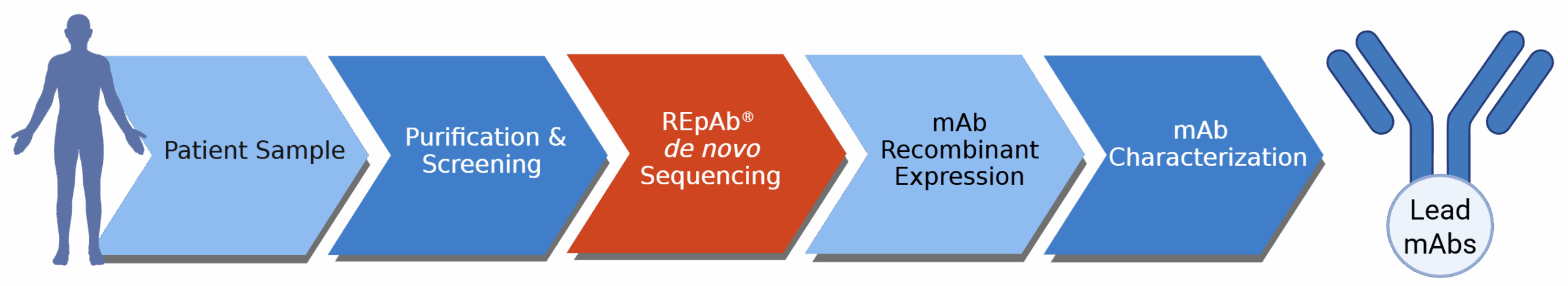 Human REpAb Discovery Workflow Human w Drop Shadow A workflow with chevrons describing the REpAb human antibody discovery workflow from patient samples to lead mAbs.