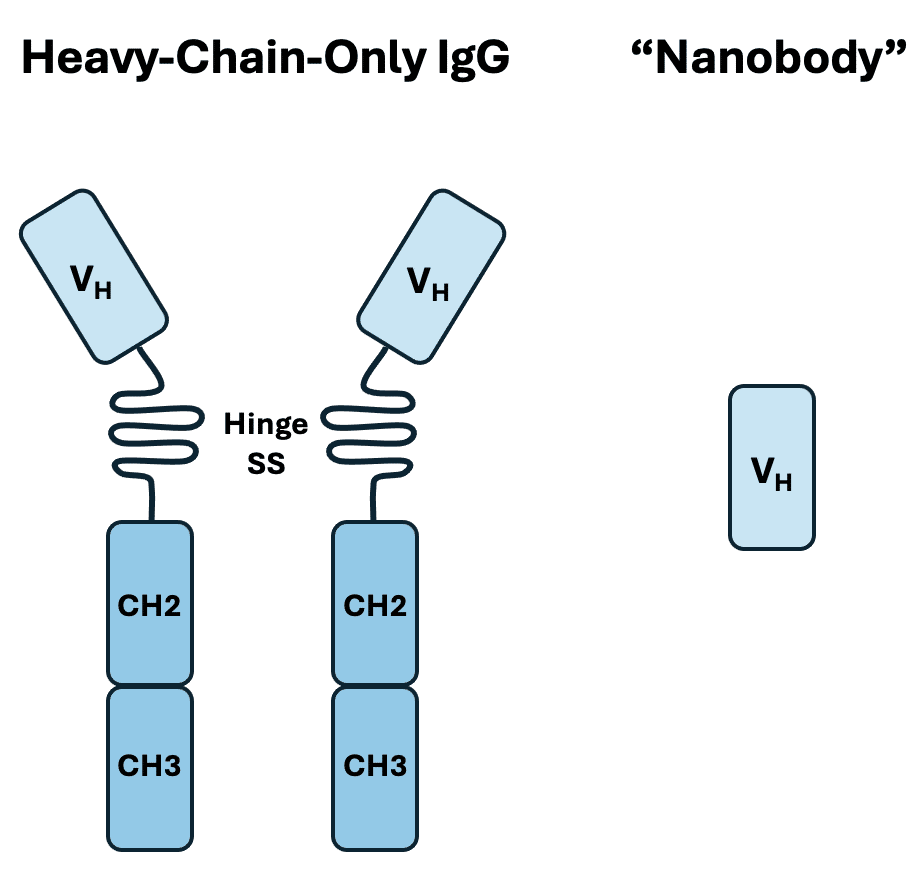 HC-only IgG and Nanobody