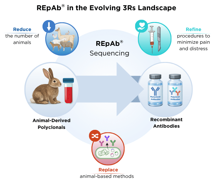 REpAb® Polyclonal Antibody Sequencing Supports Ethical & Sustainable Research